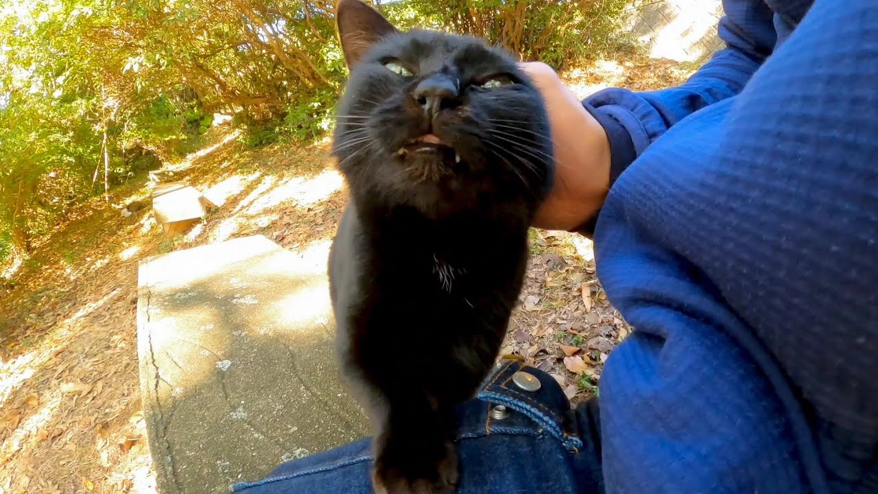 Чёрный кот прячется в траве, сильно избалован