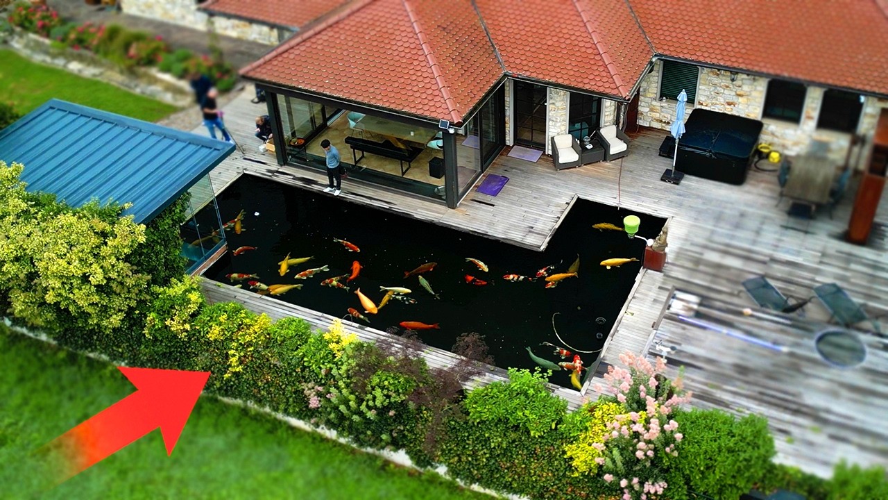 The ONLY Pond With These 10 Year Old Giants