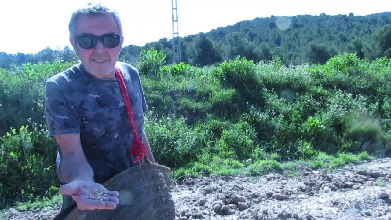 En la reclusión (VI): Siembra de garbanzos