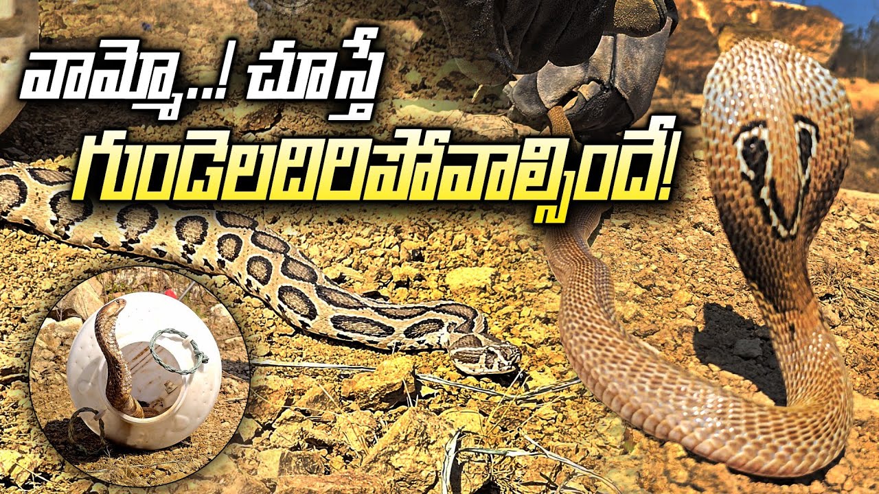 వామ్మో చూస్తేనే గుండెలదిరీ పోవాల్సిందే..? Snakes Release contact 7396969617