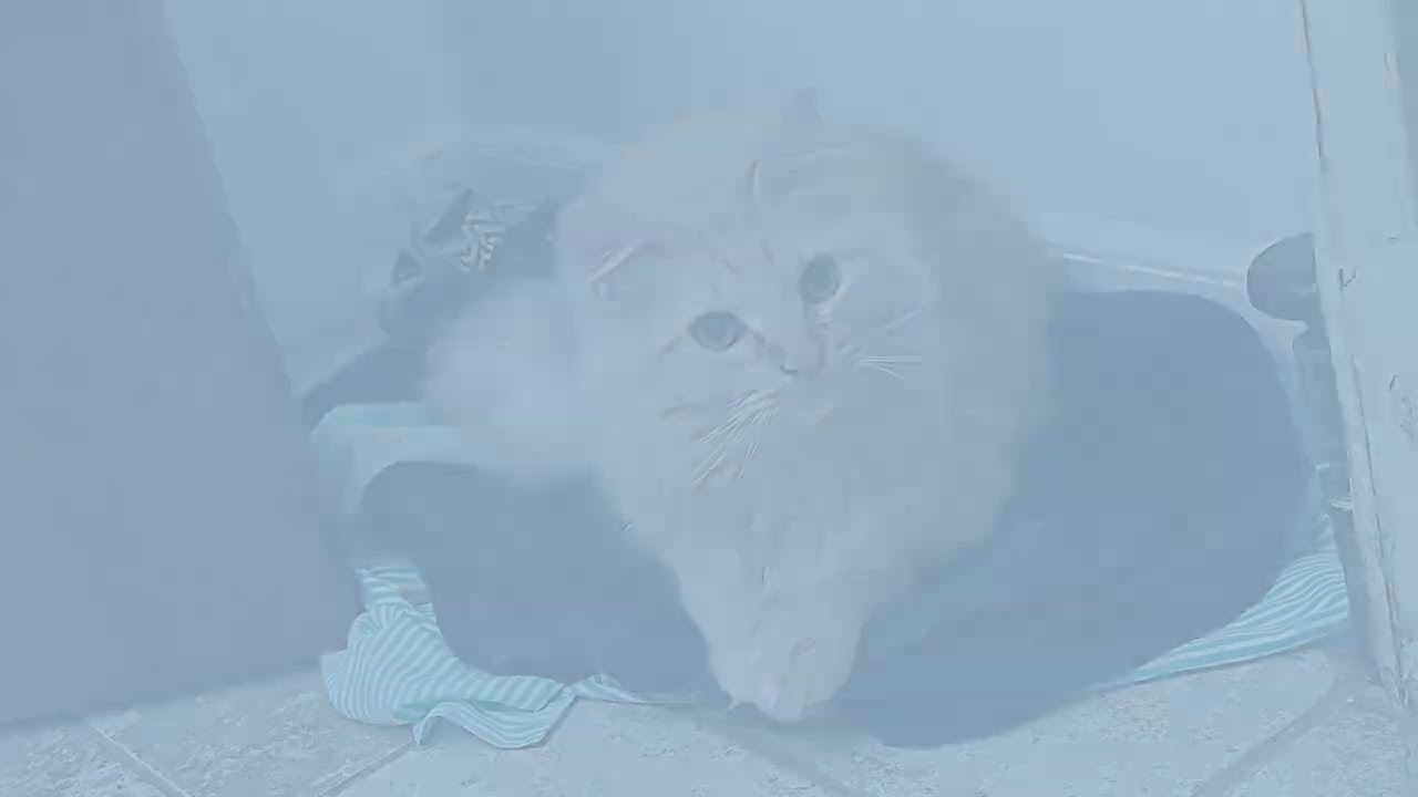 In Loving Memory of Miso a.k.a. Squishy