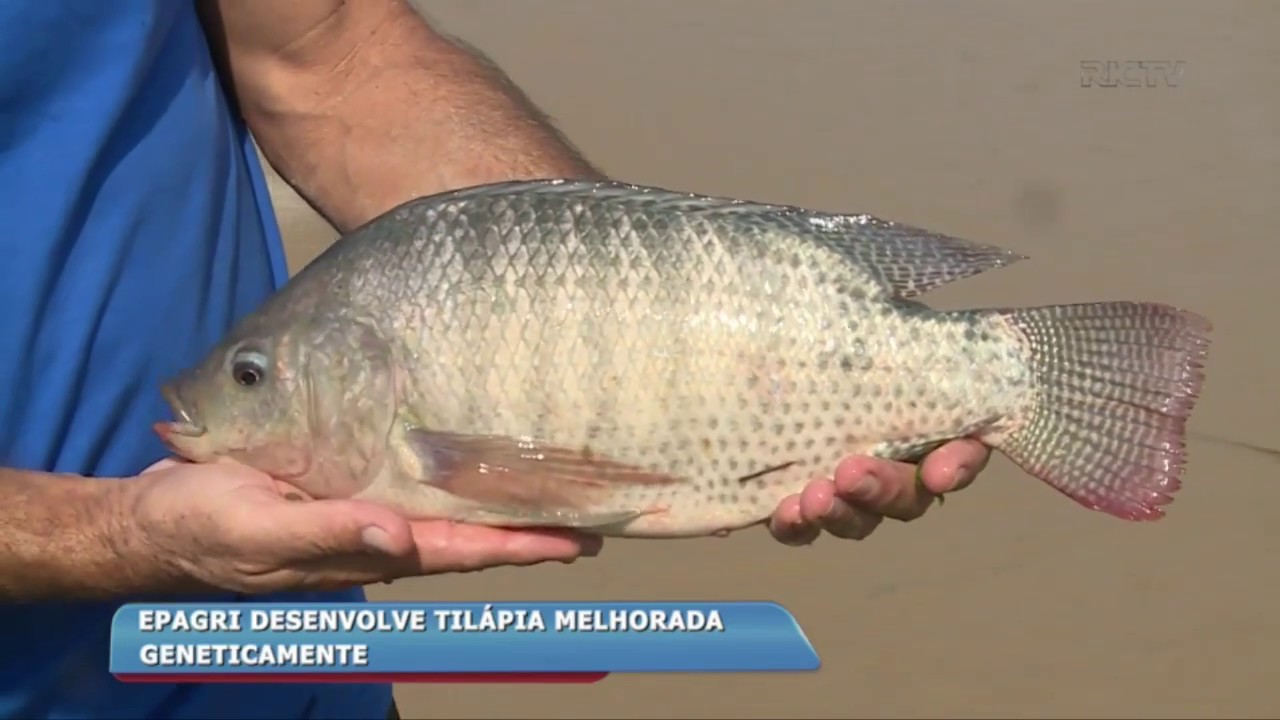 EPAGRI desenvolve tilápia geneticamente