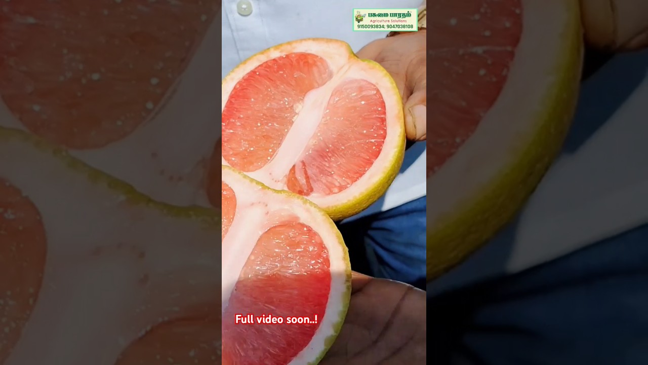 மருத்துவ குணமிக்க பப்ளிமாஸ் | STAR RUBY POMELO | PAPLIMAS | PASUMAI BHARATHAM AGRICULTURE SOLUTIONS