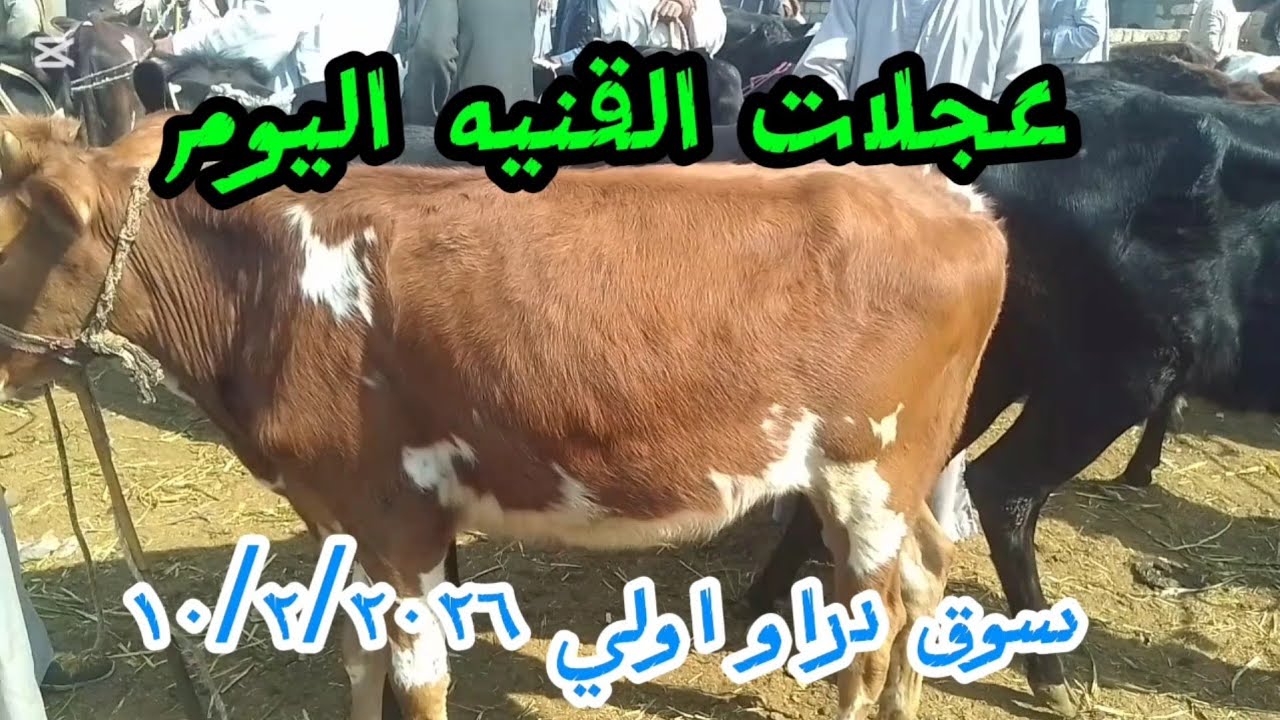 اسعارعجلات القنيه داخل سوق دراو ١١ فبراير ٢٠٢٦