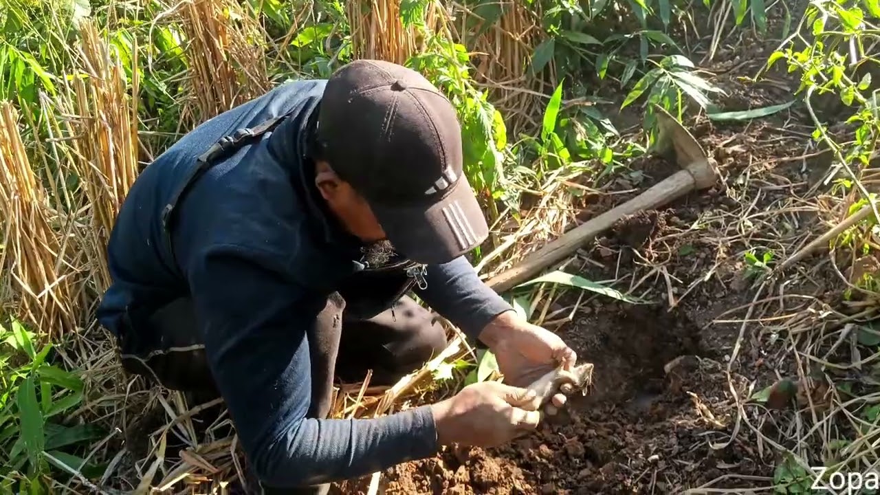 sazu kaw laih ,kaw khat ah hian an lo va tam thei em
