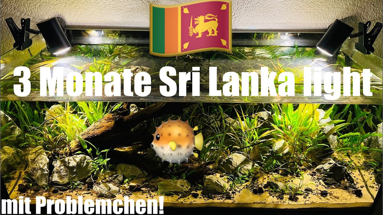 Sri Lanka 🇱🇰 Aquarium nach 3 Monaten #aquarium #aquaristik