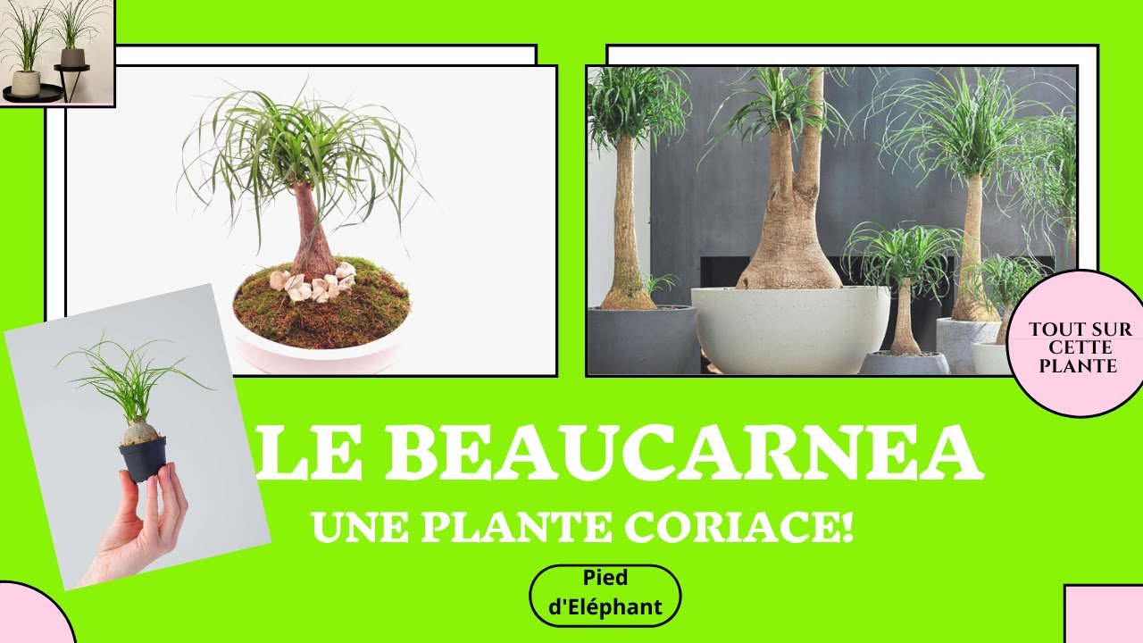 Le Beaucarnéa, le Pied d'éléphant , l'Arbre bouteille, Nolina, Beaucarnea recurvata,