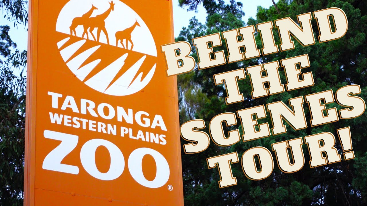 ACCESS BEFORE OPENING :  Taronga's Western Plains Zoo Dubbo Early Morning Walk