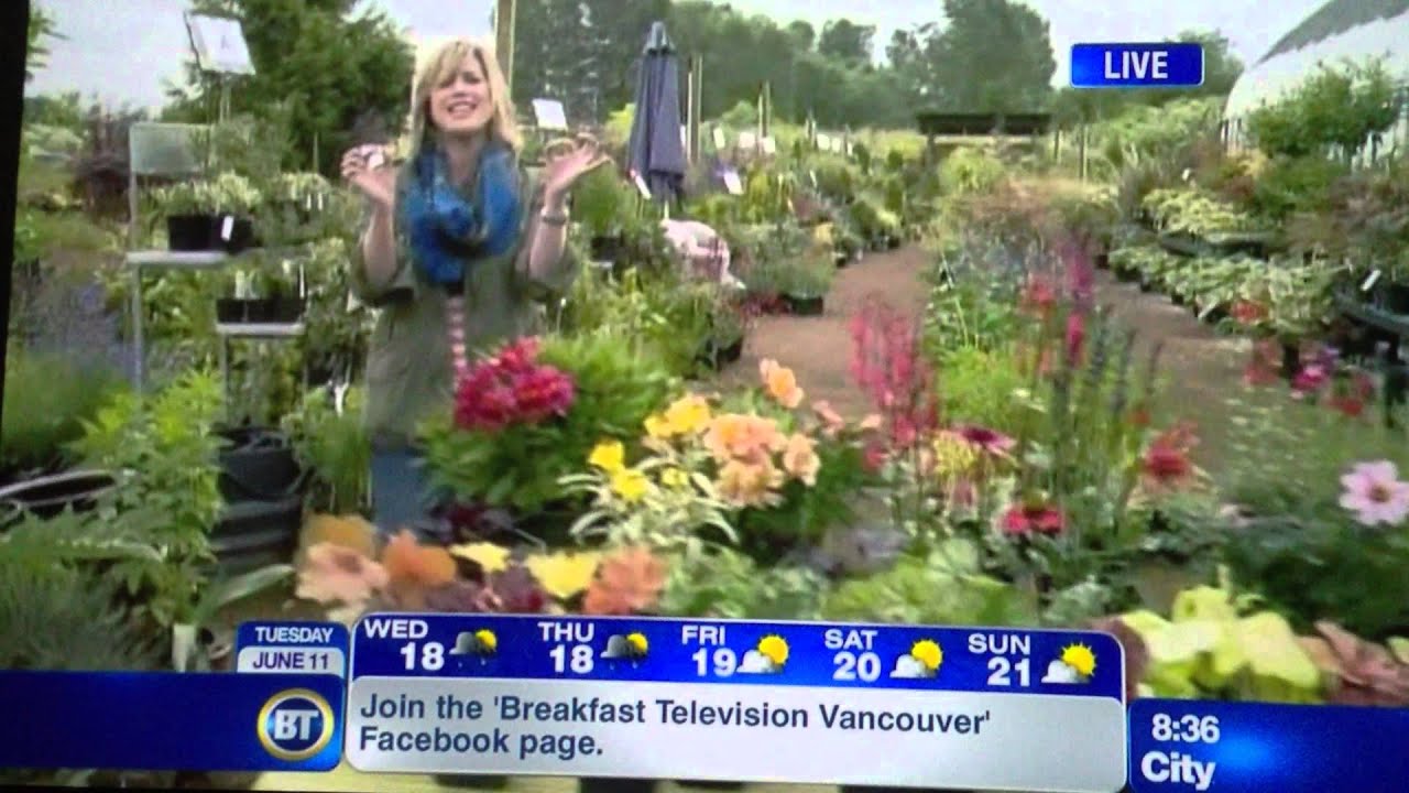 Perennials versus Annuals Promo -- Breakfast Television, CityTV at Phoenix Perennials