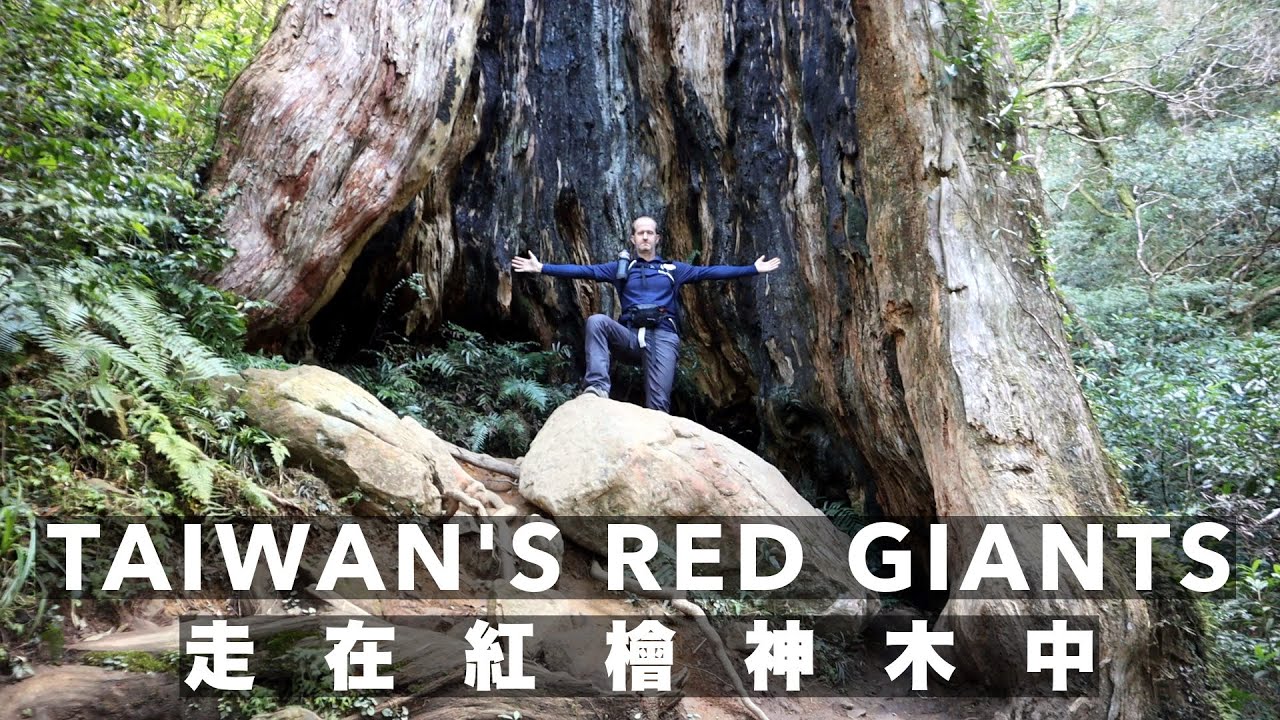 Hiking the remnants of Taiwan's once mighty forests - Beidelaman 走在北得拉曼巨樹中