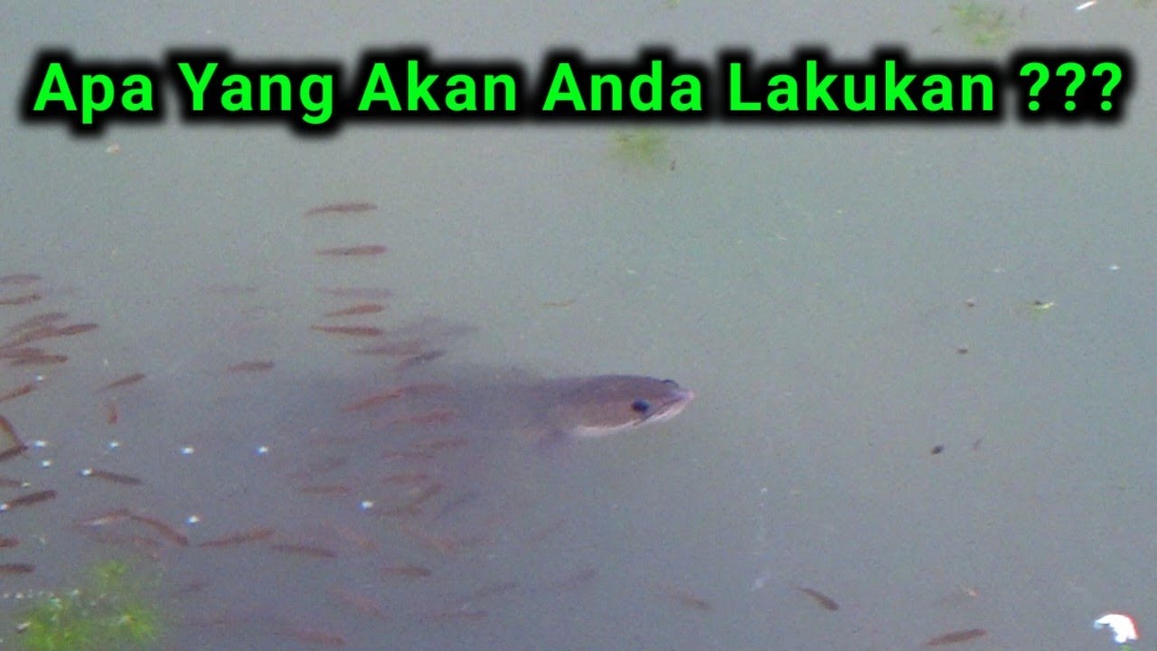Menembak Ikan Gabus Dan Ikan Nila Ekor Merah Yang Sedang Bergerombol