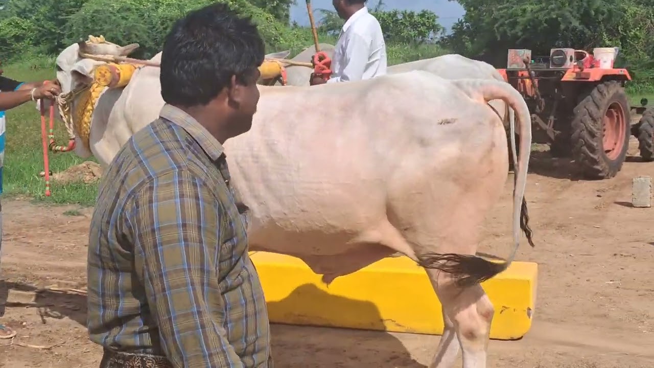 హేమలత నాయుడు బుల్స్ లెఫ్ట్ కొత్త గిత్తను కొనుగోలు చేసినప్పుడు బేటా వీడియో