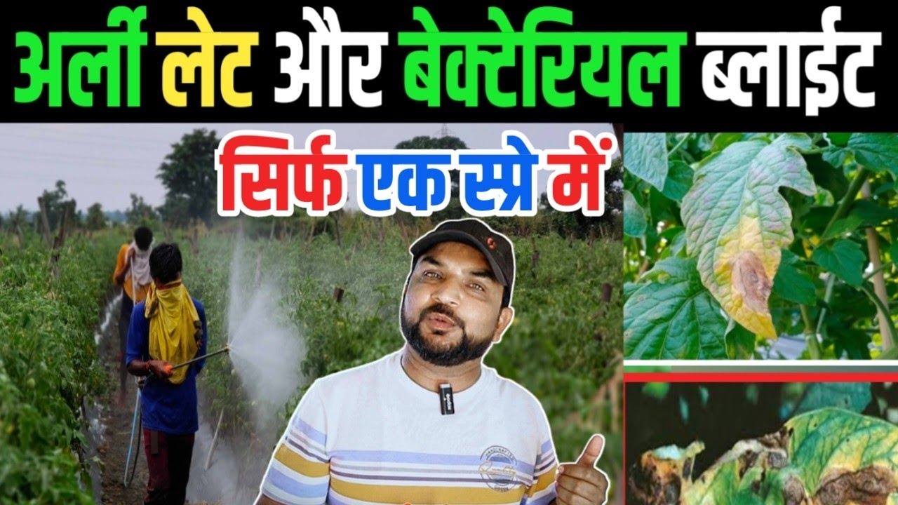 टमाटर ब्लाईट कंट्रोल करें 2 स्प्रे में || Tomato Blight control