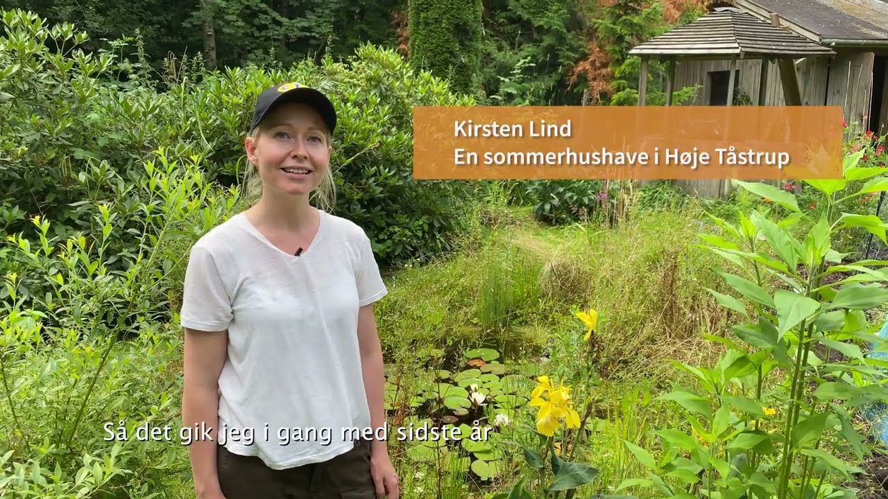 Naturdam i haven fremmer dyreliv og biodiversitet. Se hvordan du laver en havedam uden fisk.
