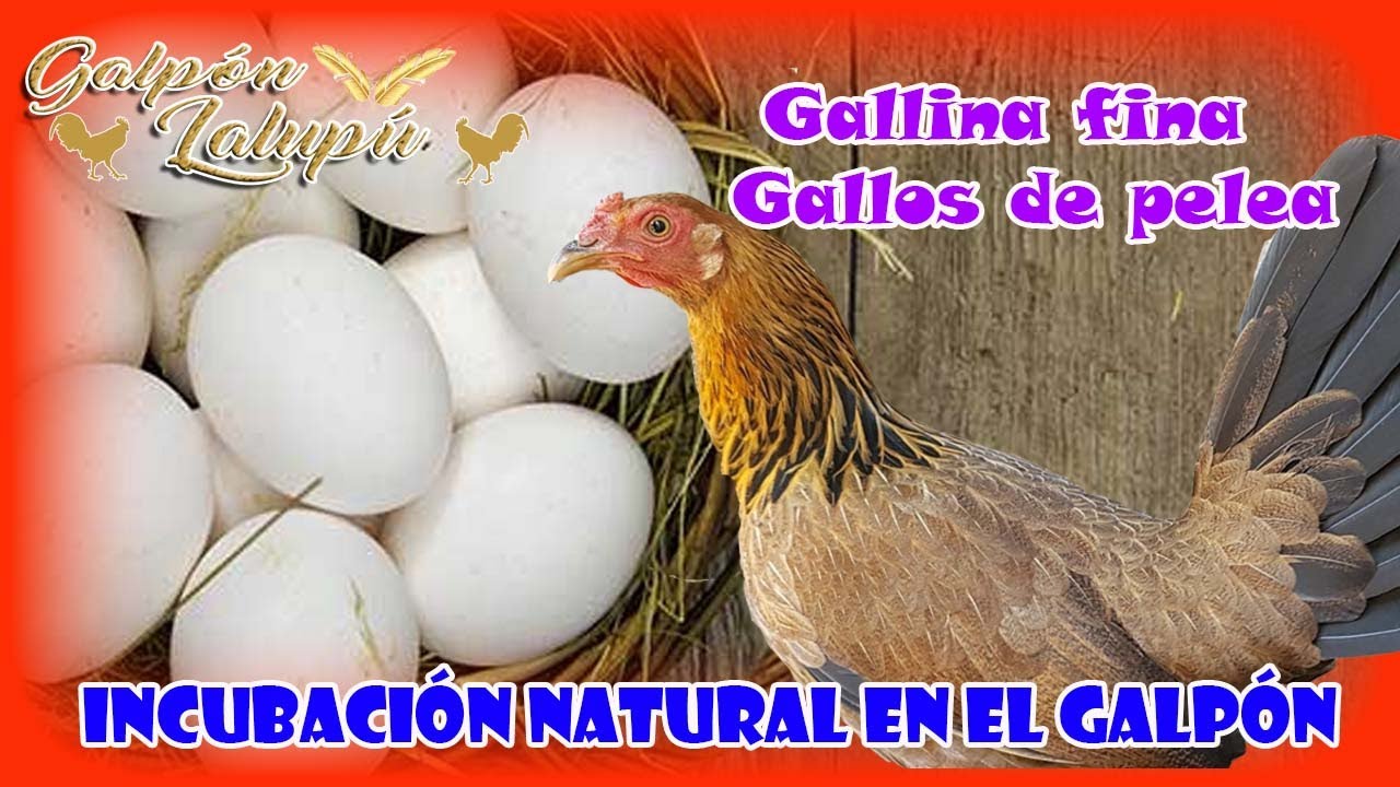 GALLINA FINA - INCUBACION NATURAL DE GALLOS DE PELEA