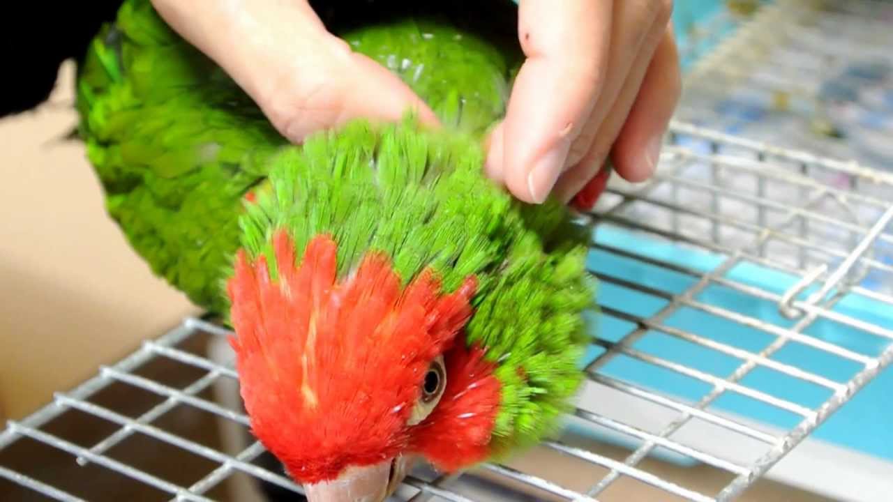 オナガアカボウシインコ　Red-masked Parakeet　：　ツクツクほぐし