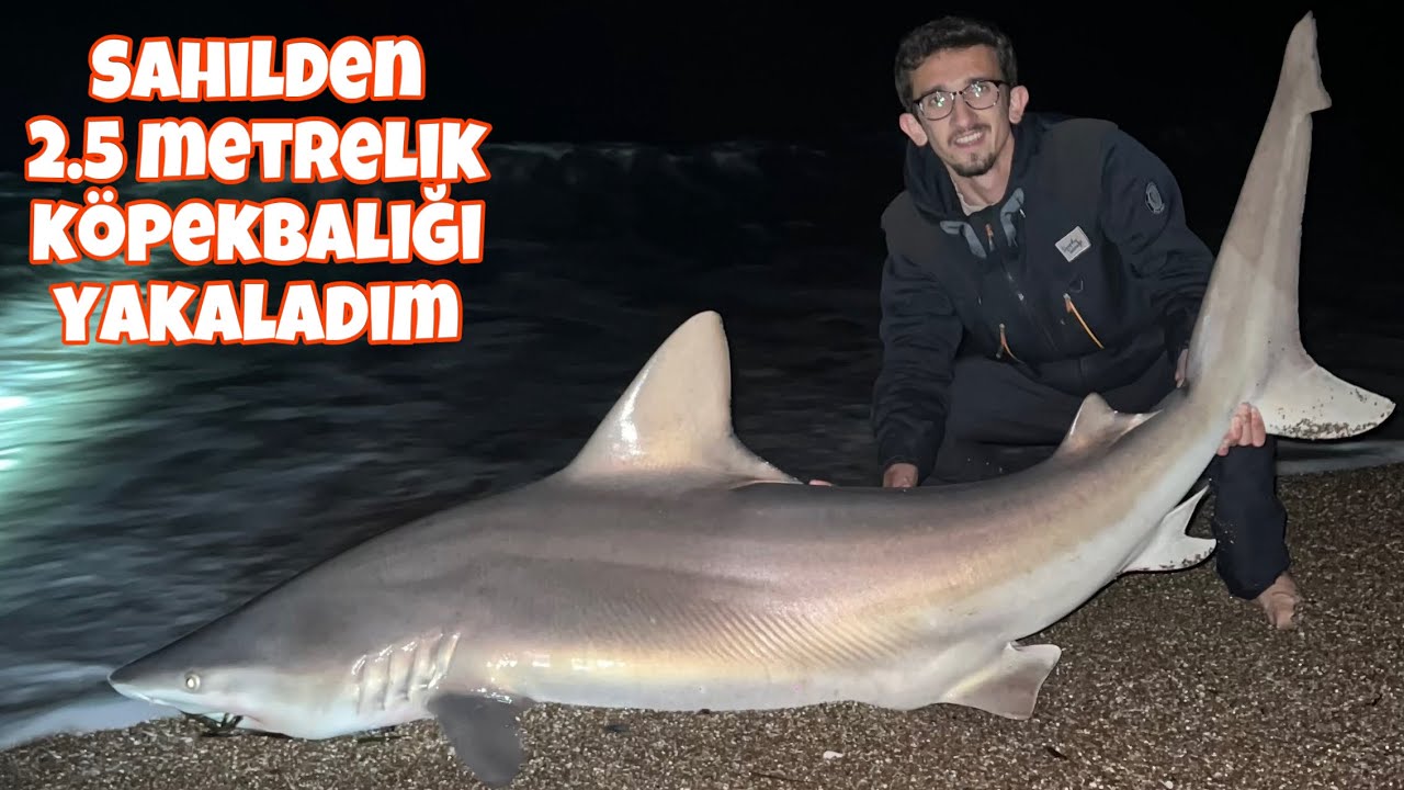 ANTALYA’DA SAHİLDEN DEVASA KÖPEKBALIĞI YAKALADIM!! / TÜRKİYE REKORU KÖPEKBALIĞI !!