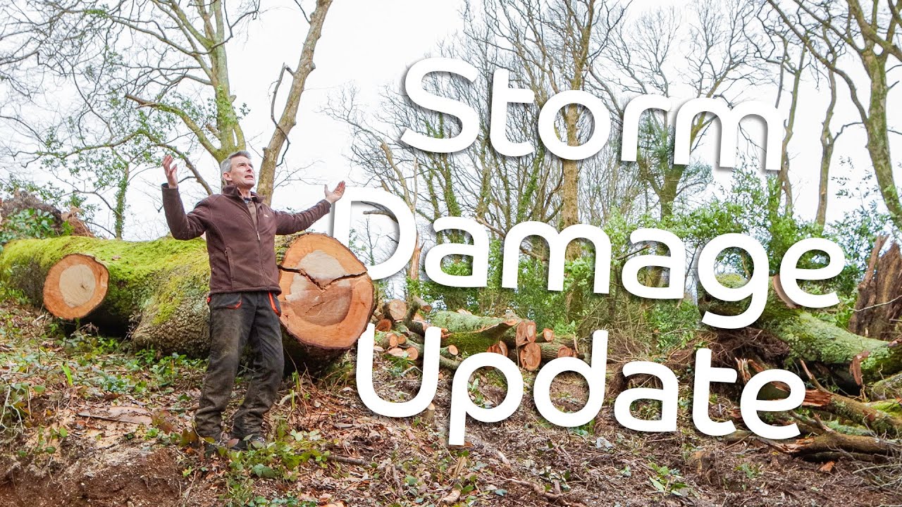 Storm Damage & Winter Interest | Darren's Diary | February 2026