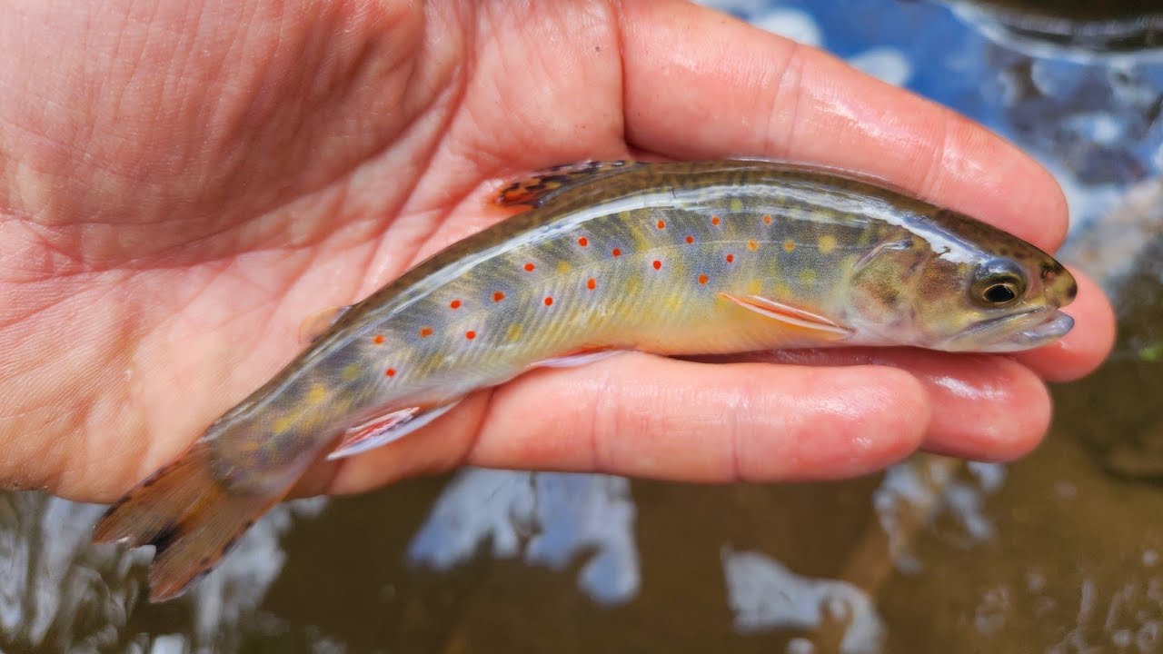 SC Small Stream Fly Fishing - 4-5-25