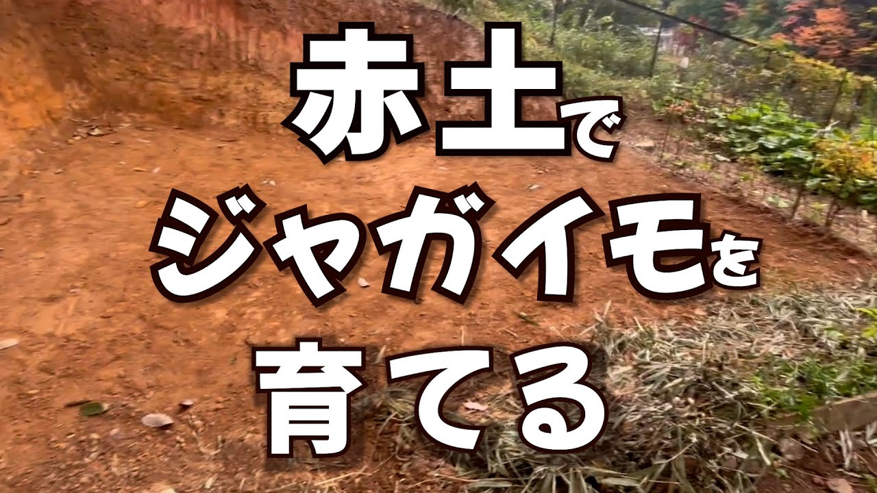 赤土で美味しいジャガイモは育つのか？