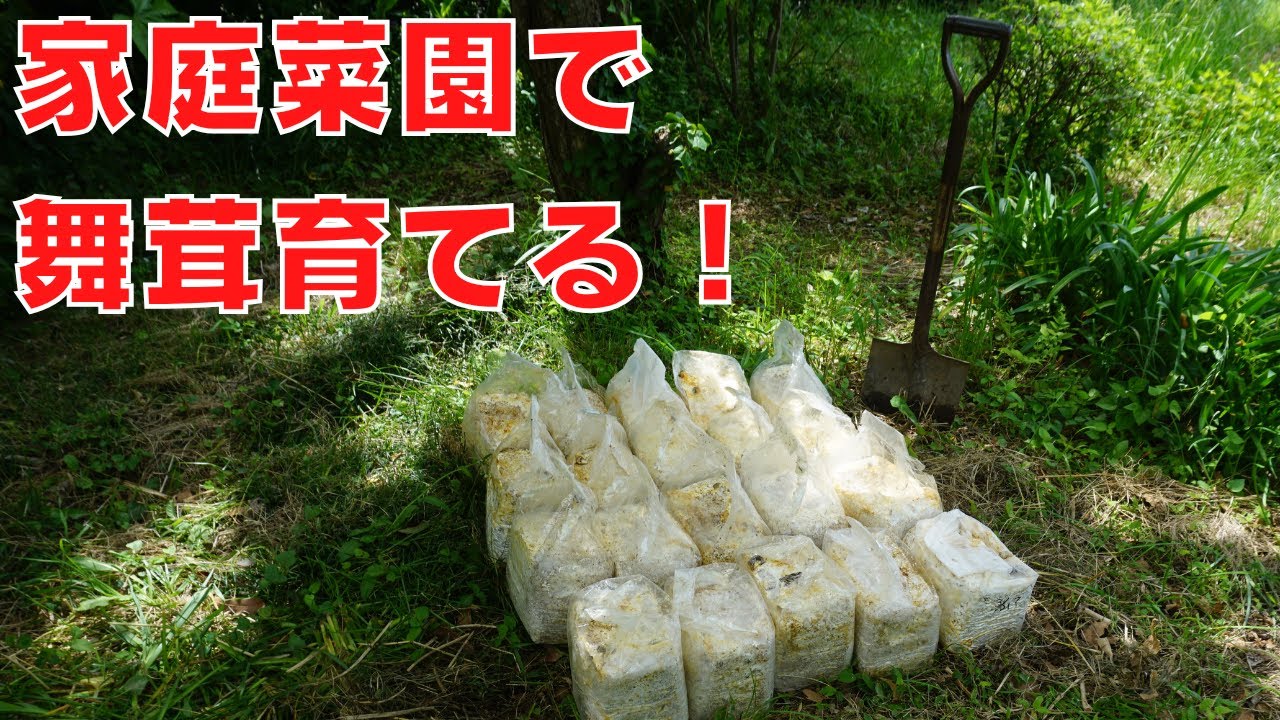 家庭菜園で舞茸を育てる！？舞茸の廃菌床を使った露地栽培の方法
