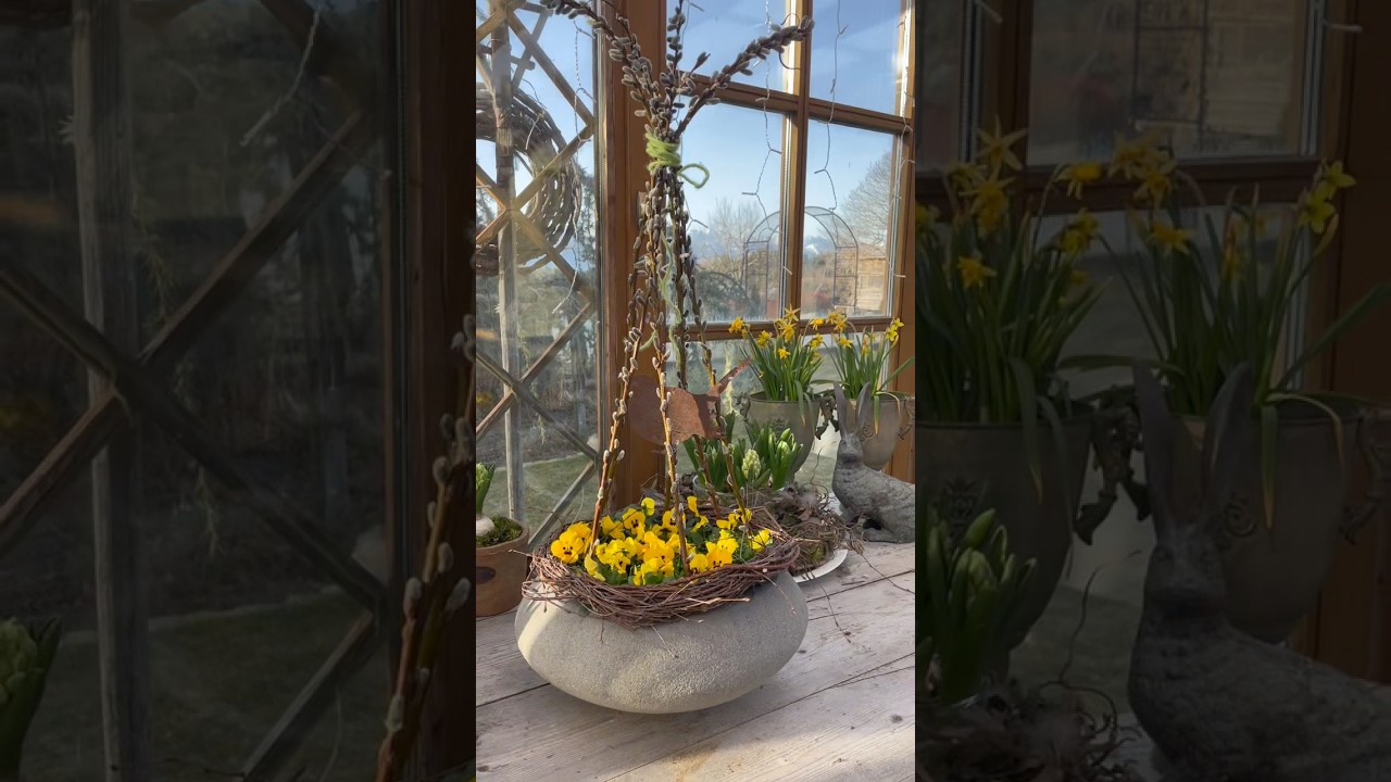 Der Fr&uuml;hling zieht ein&hellip;die ersten Hornveilchen in gelb#fr&uuml;hlingsdeko  #spring #hornveilchen#garden