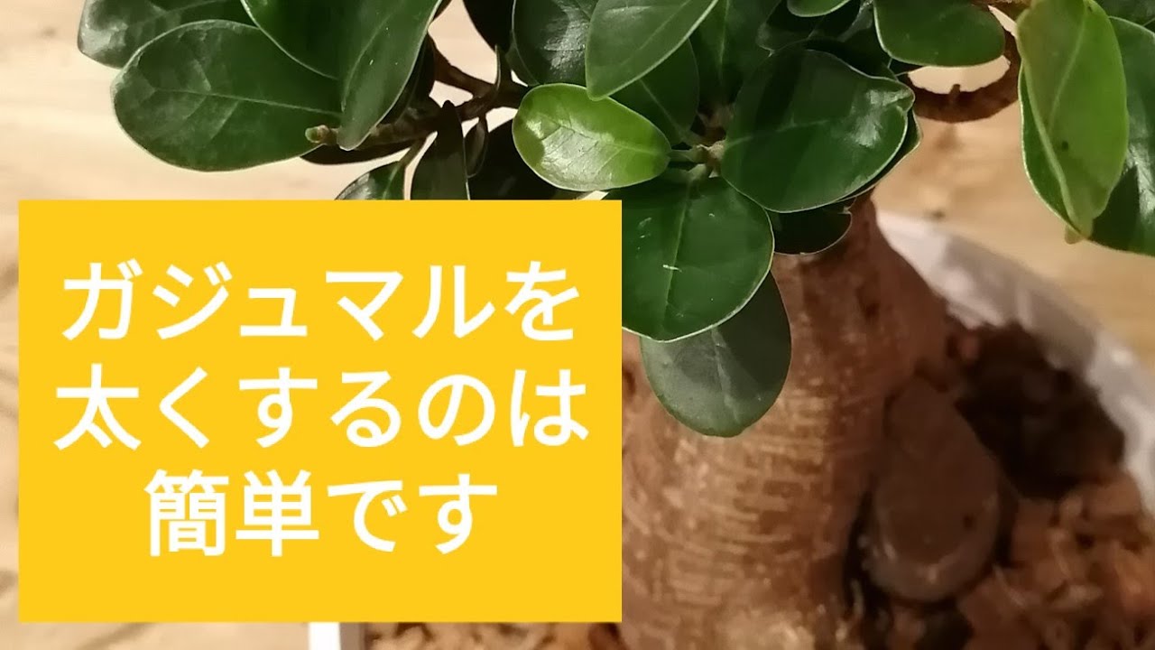 「ガジュマルが太くなった」8ヶ月前に深植えしたガジュマルのその後。