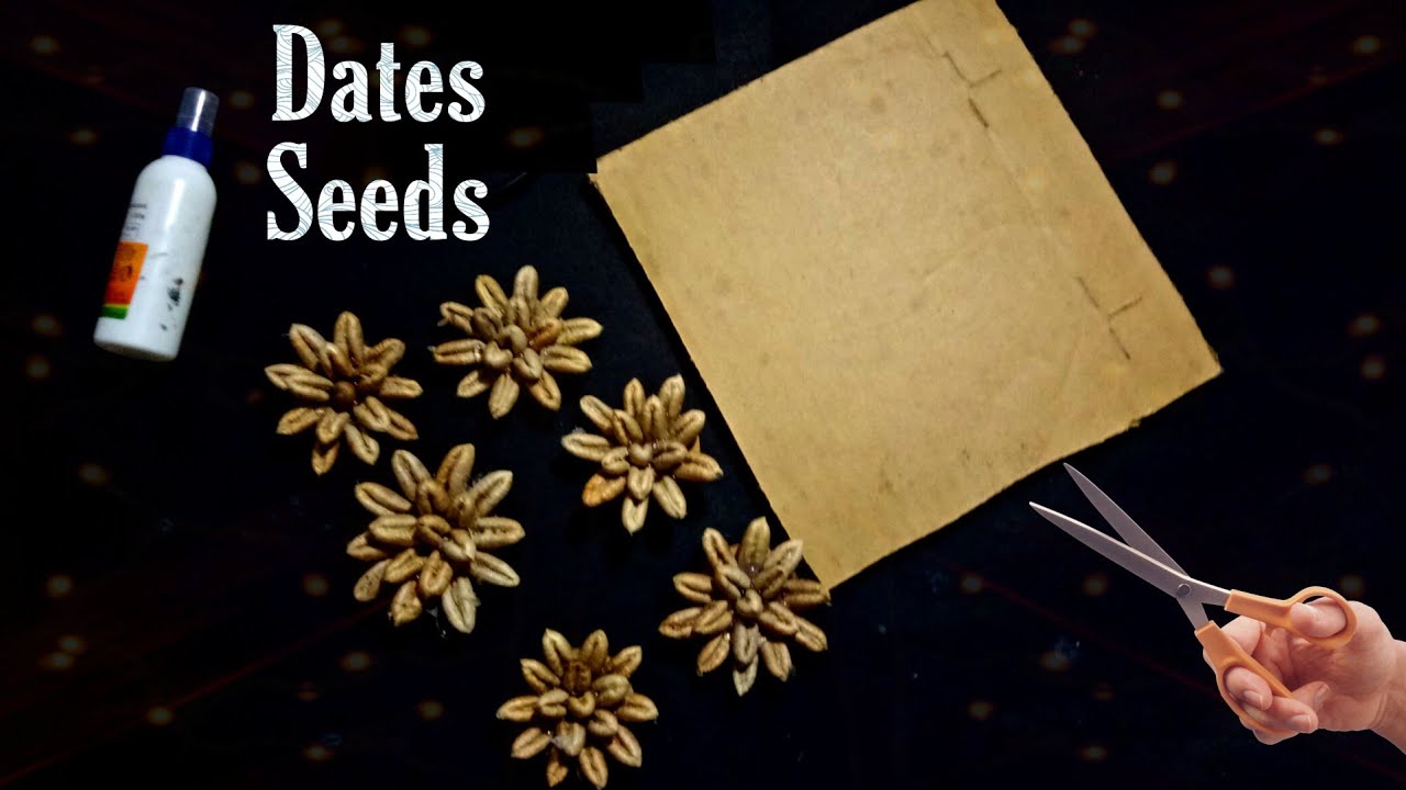 dates seed craft | Waste Dates Seed Reusing Ideas|