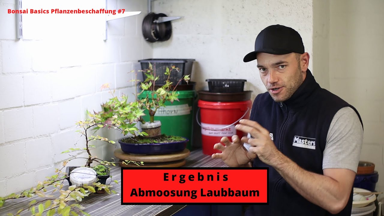 Ergebnis Abmoosen von Laubgeh&ouml;lzen | Bonsai Basics Pflanzenbeschaffung #7
