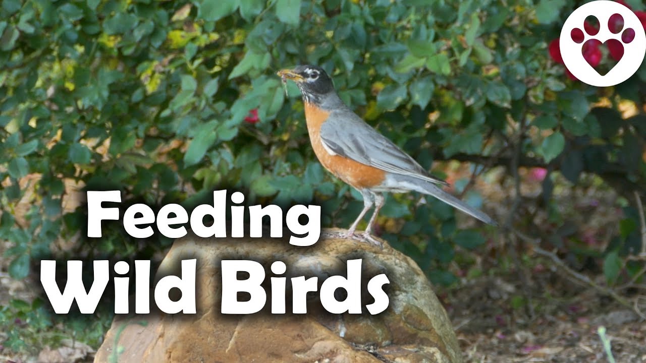 What are the benefits of Feeding Wild Birds?