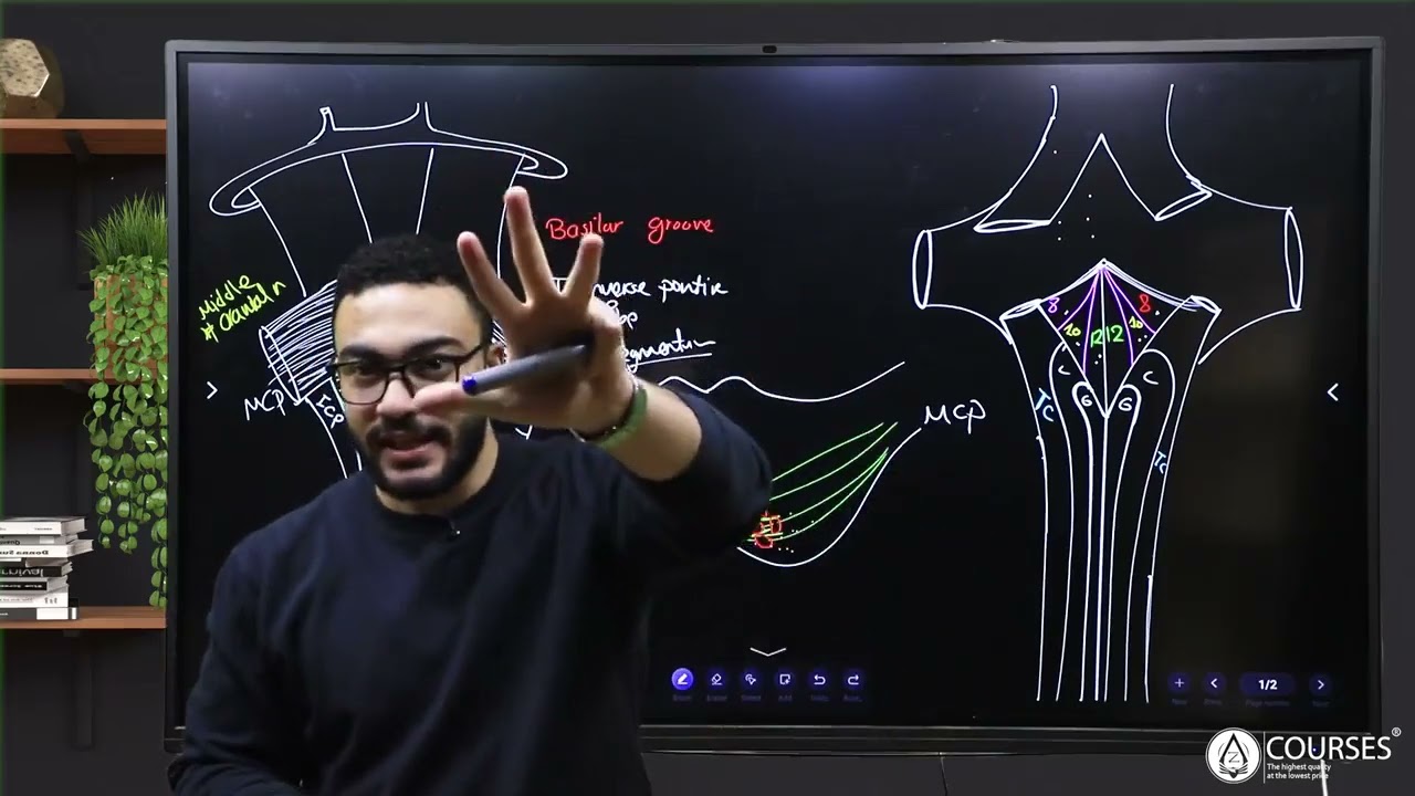 Pons hind brain External features 