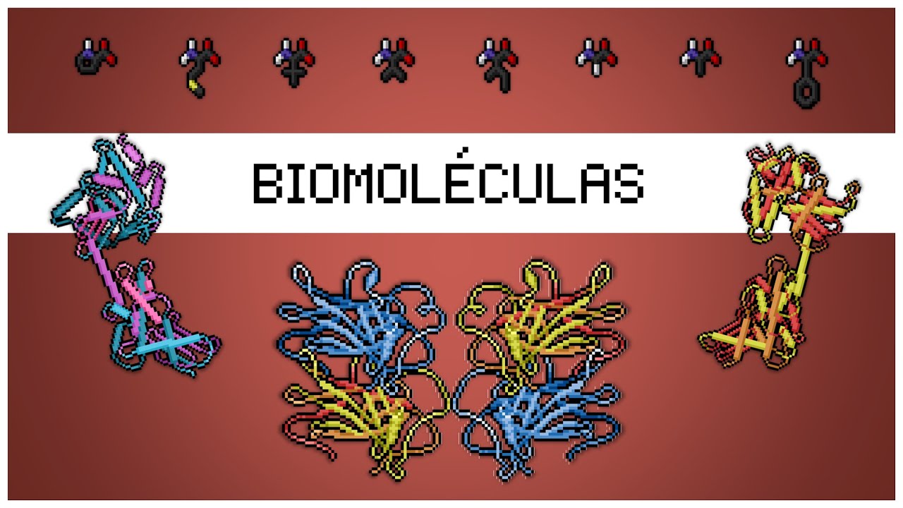 🧪 Biomol&eacute;culas - &iquest;De qu&eacute; est&aacute;n hechos los seres vivos? 🐶🐱👩&zwj;🔬👨&zwj;🔬