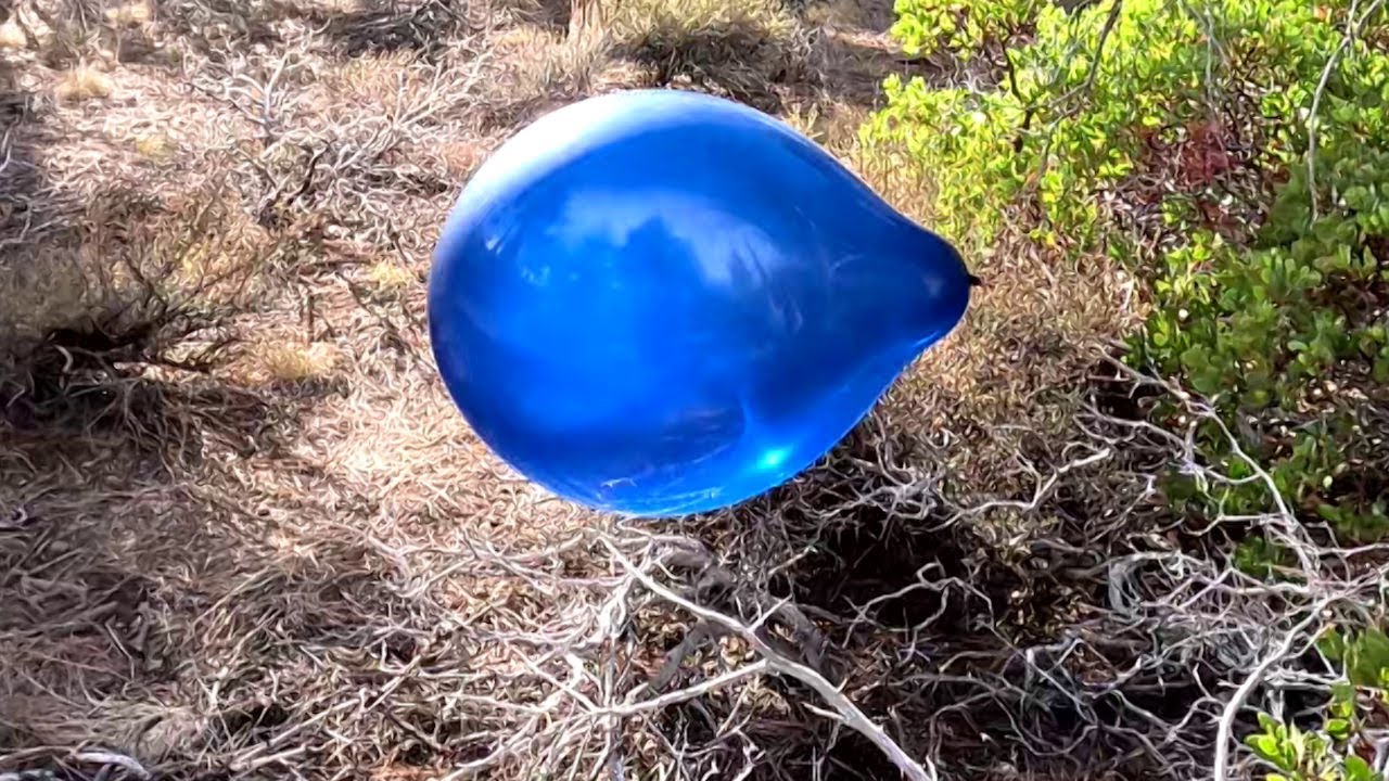 11 Navy Blue Balloons Flying, Floating and Popping on a Windy Day, 4K, Forest Balloon Play to Pop 52