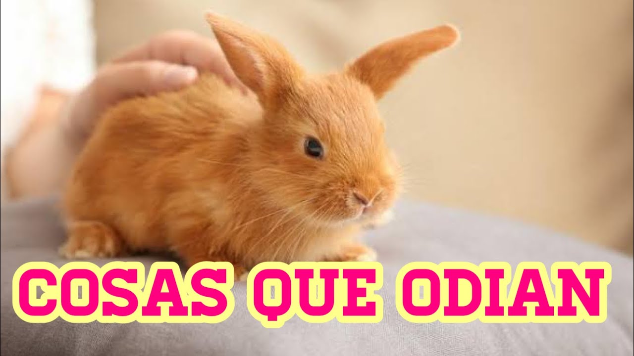 COSAS QUE ODIAN 2