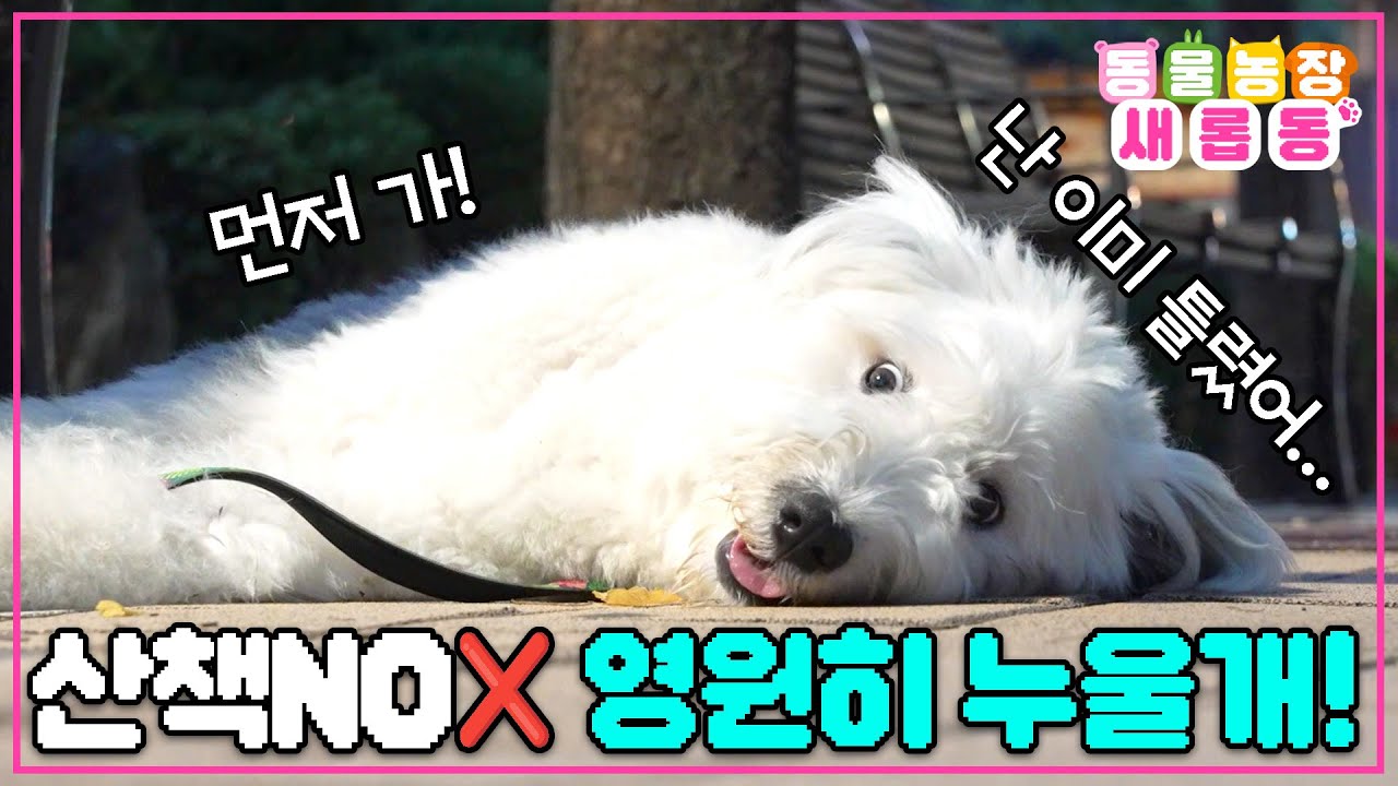[#새롭동물농장] 누워서 산책하는 산책 거부견?😂 라리가 산책만 나가면 바닥과 한 몸이 되는 이유는?😴 / EP.1187 #TV동물농장 #AnimalFarm #SBSstory