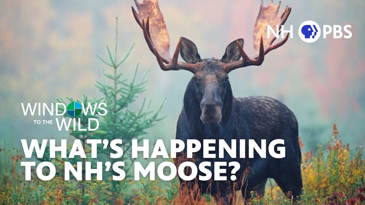 What's Happening to NH's Moose? | Windows to the Wild
