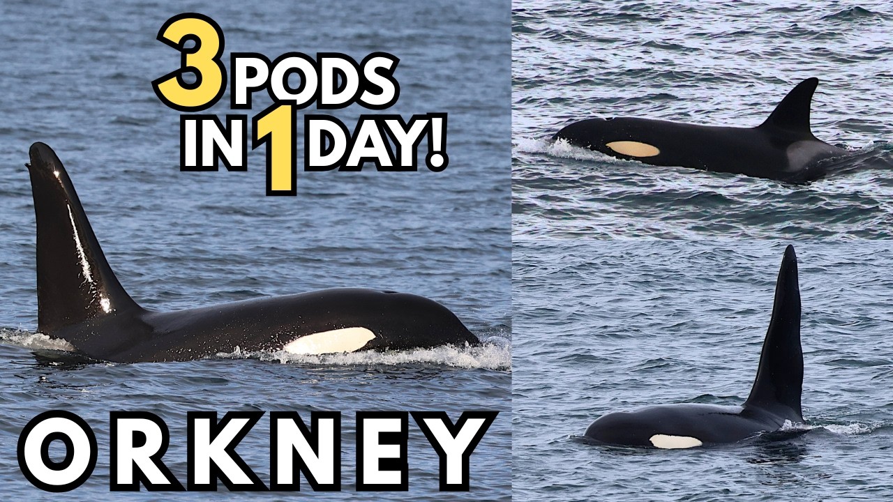 A Day Full of Orca in Orkney