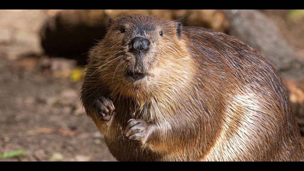 BEAVERCORE