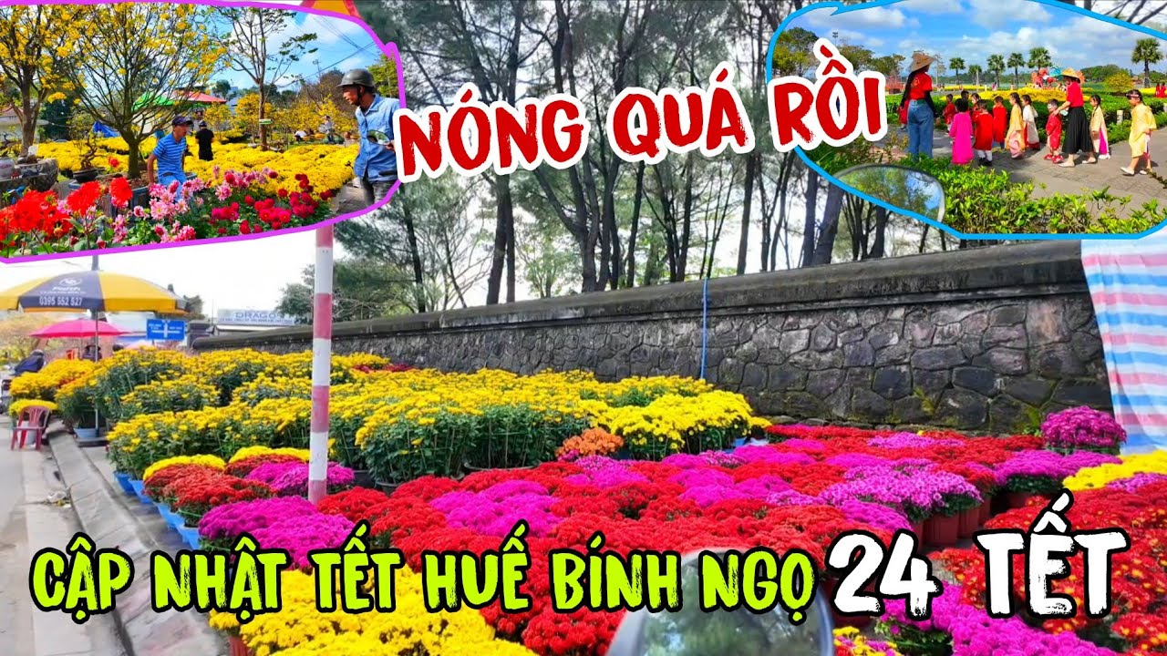 Cập Nhật Tình Hình Tết Huế 2026 - NÓNG QUÁ RỒI - NGẬP TRÀN SẮC XUÂN - HOA MAI HOA ĐÀO NỞ RỘ 24 TẾT