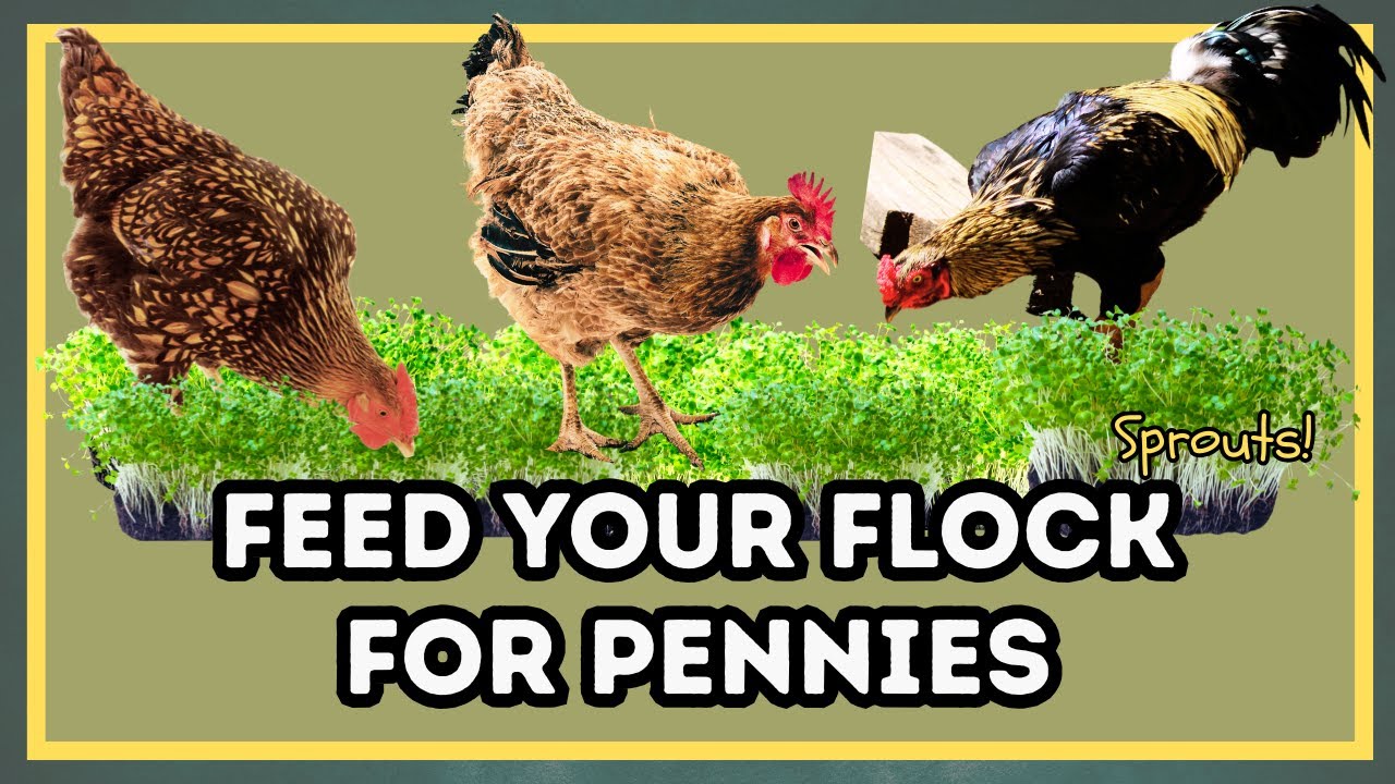Feed Your Chickens For Pennies With This SIMPLE Sprouting Method