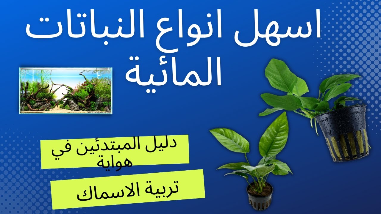نباتات سهلة للمبتدئين في هواية أحواض الاسماك المزروعة