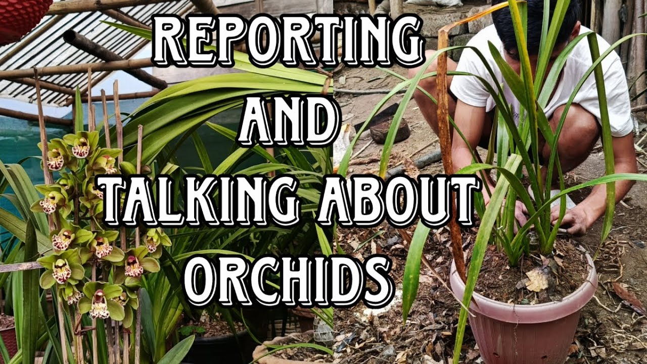 Reporting and visiting Cymbidium orchid house of Sanjok Chhetri 😍#cymbidium #orchid