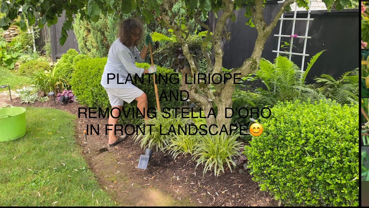 PLANTING LIRIOPE (MUSCARI) IN FRONT LANDSCAPE AND REMOVING DAYLILIES TO PREVENT DEER PRESSURE.