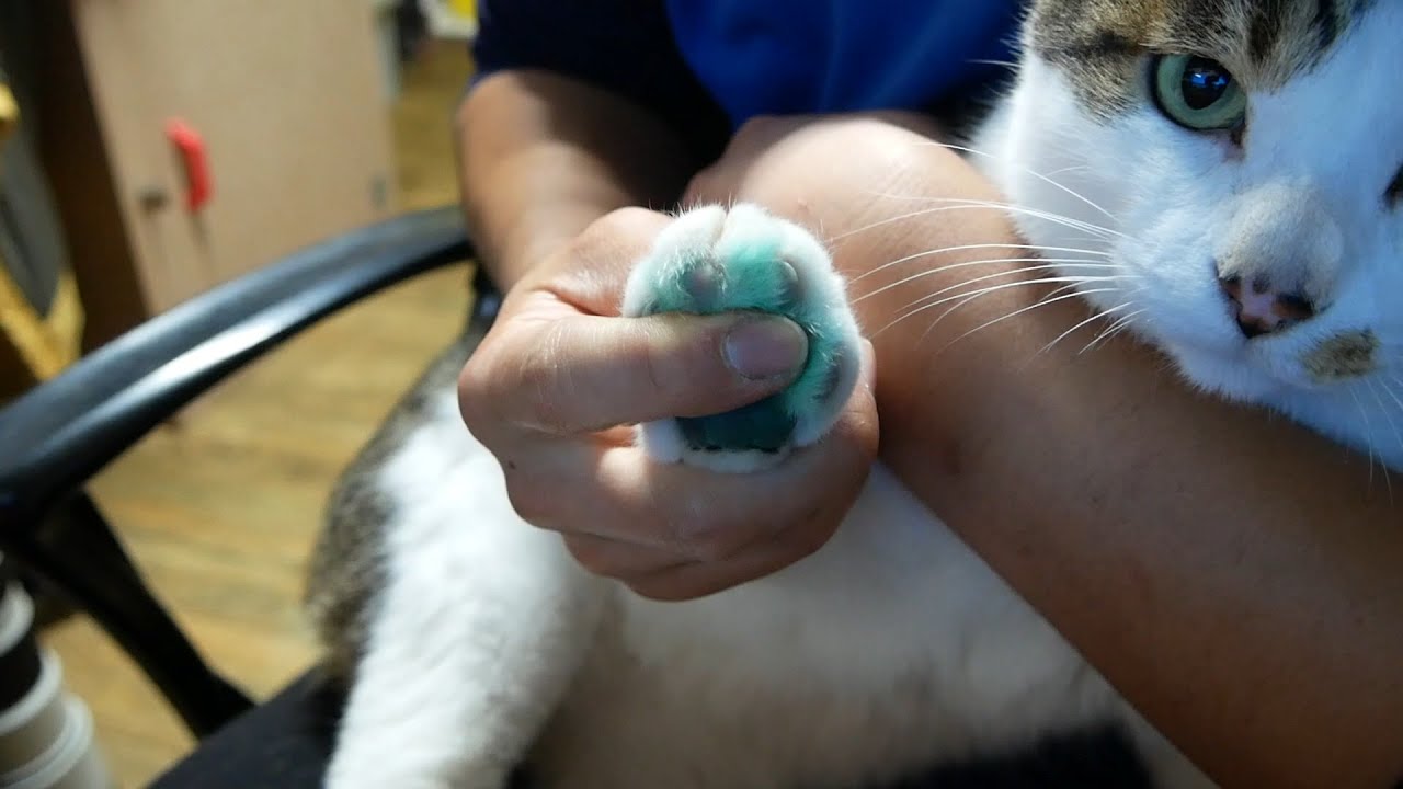 무 발바닥은 초록색