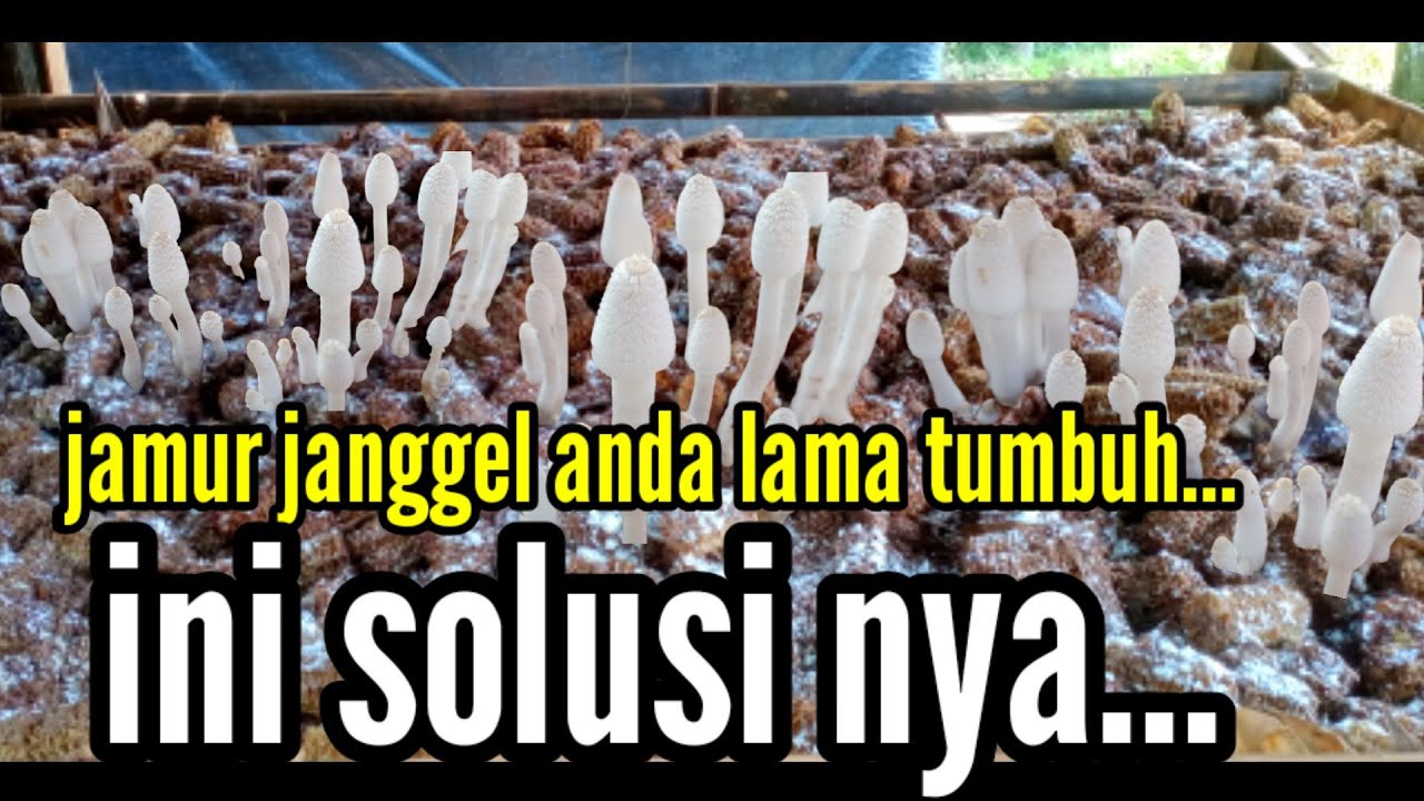 CARA CEPAT ‼️ MERANGSANG PERTUMBUHAN JAMUR JANGGEL JAGUNG