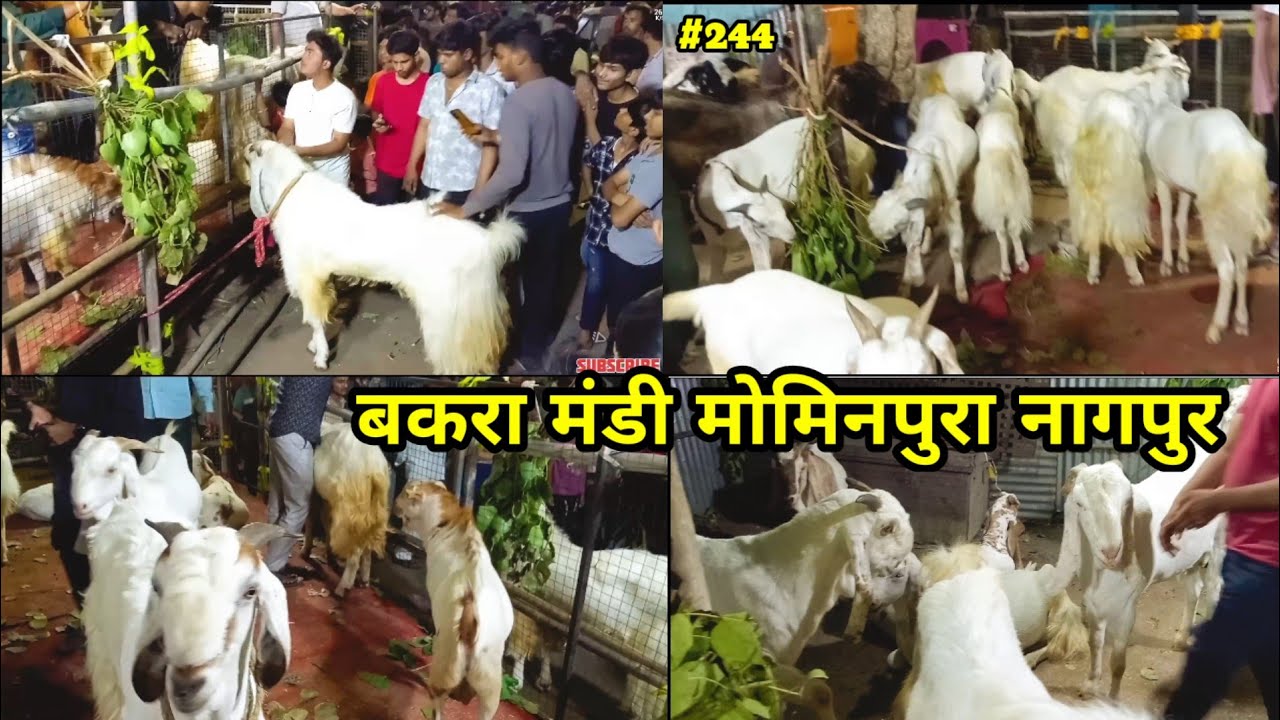 Bakra Mandi Mominpura Nagpur || Nagpur Ka Bakra Mandi || बकरा मंडी नागपुर ||
