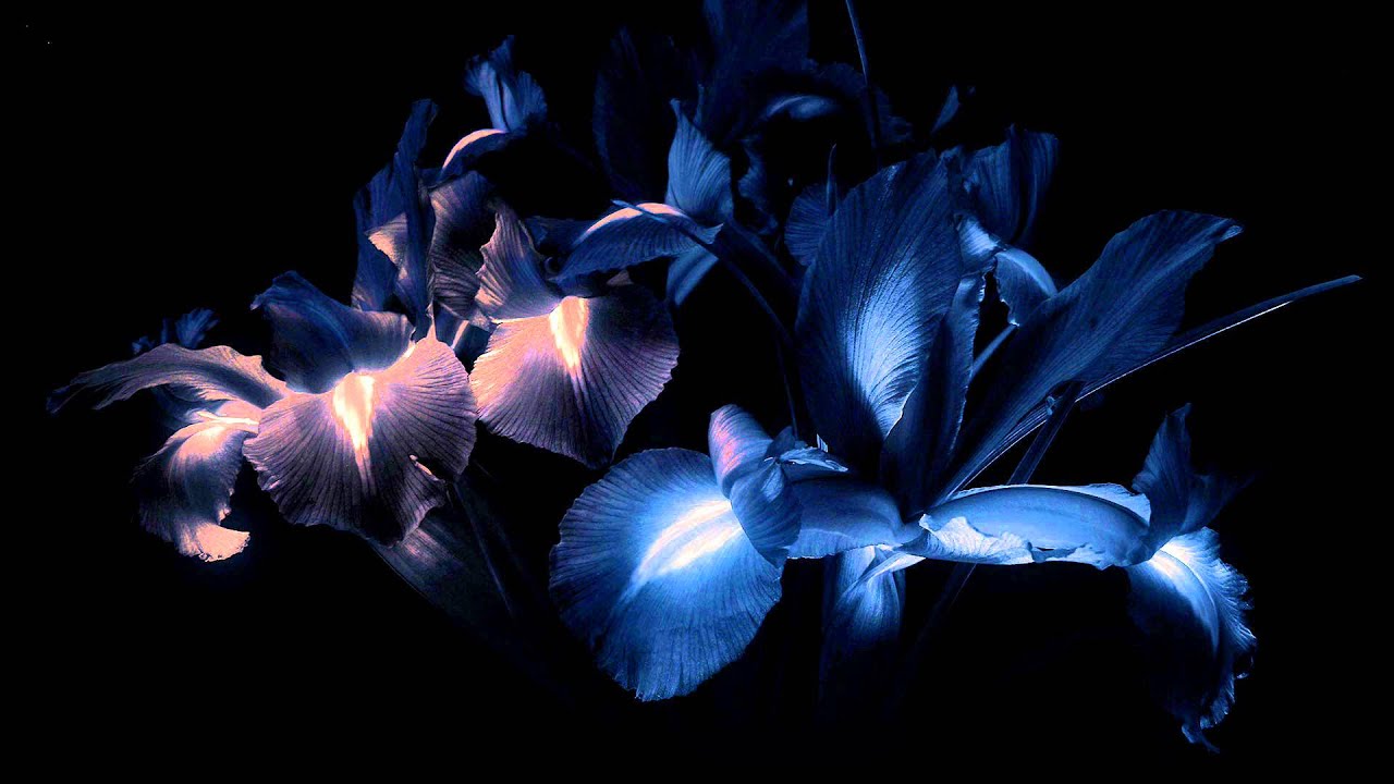 Dominik Eulberg - Taeuschungs Blume (Unofficial ZooL Remix)