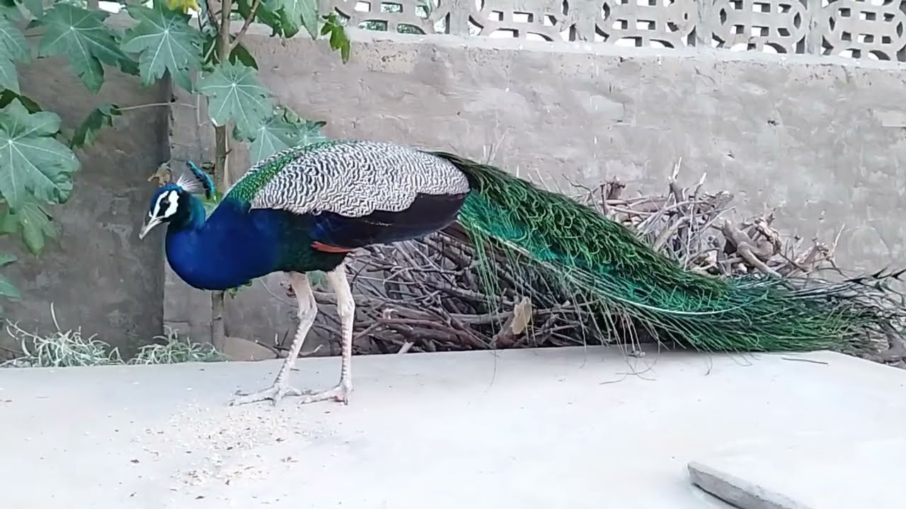 Cute Peacock Bird - 4K Ultra HD