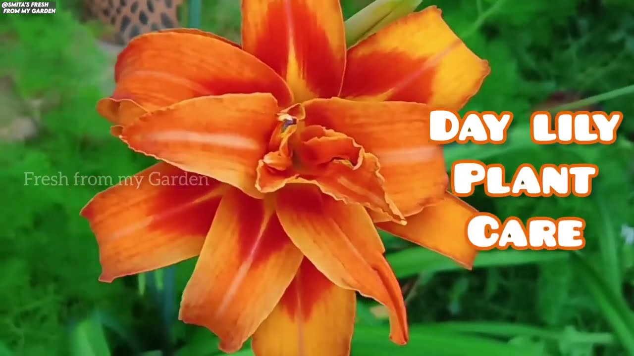 These 30 Vegetables Grow Like Fruit TREES! Plant Once, Eat Forever