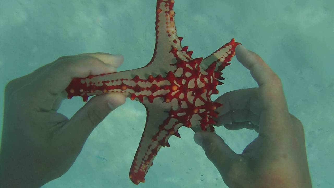 Zanzibar - Stella Marina